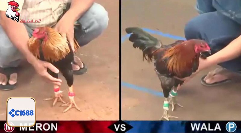 Đá Gà C1688 - Đá Gà C1688 – Trường Kê Online Rực Lửa