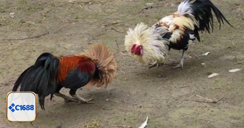 Đá Gà Cựa Dao - Vì sao đá gà cựa dao được ưa chuộng tại C1688?