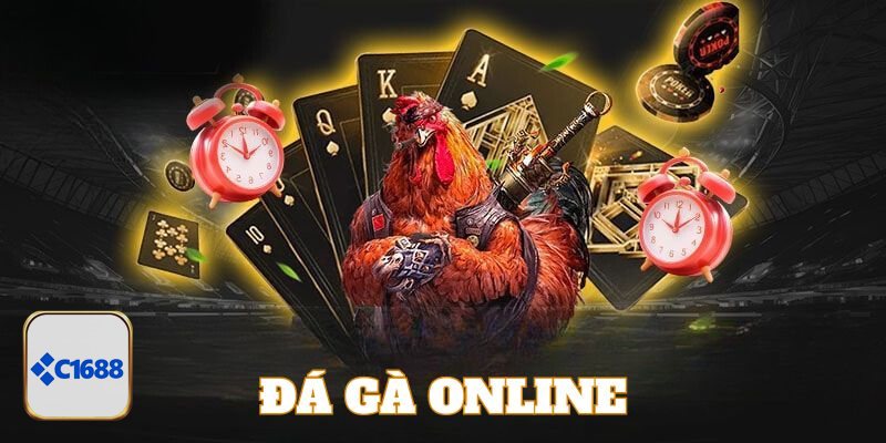 Đá Gà C1688 - Cựa dao – Tốc chiến, tốc thắng