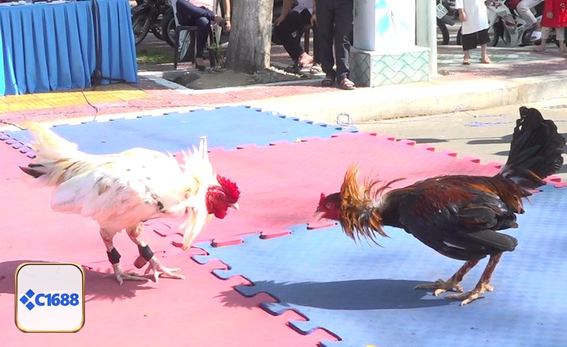 Đá Gà Cựa Dao - Quan sát ngoại hình và phong thái chiến kê