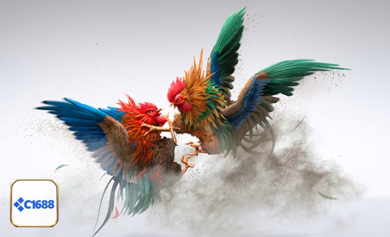 Đá Gà Cựa Sắt - Khái niệm đá gà cựa sắt cho người mới